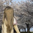 桜の咲く季節へのTOP用写真